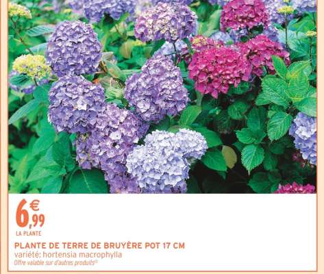 PLANTE DE TERRE DE BRUYÈRE POT 17 CM