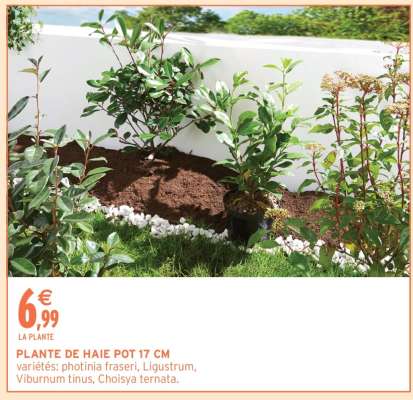PLANTE DE HAIE POT 17 CM