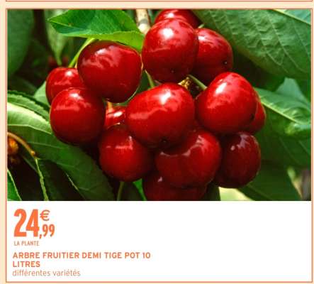 ARBRE FRUITIER DEMI TIGE POT 10 LITRES