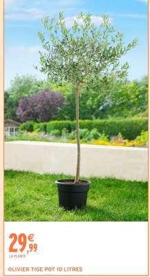 OLIVIER TIGE POT 10 LITRES