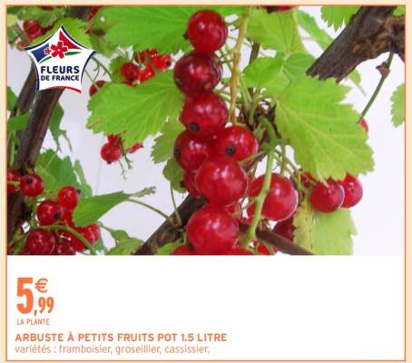 ARBUSTE À PETITS FRUITS POT 1.5 LITRE