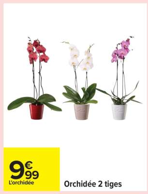 Orchidée 2 tiges