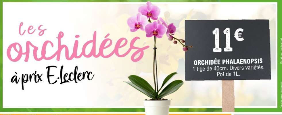 Orchidée Phalaenopsis