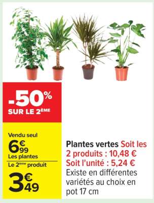 Plantes Vertes
