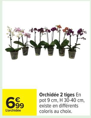 Orchidée 2 tiges