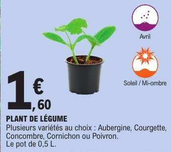 PLANT DE LÉGUME