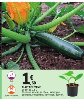PLANT DE LÉGUME
