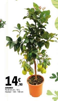Agrumes