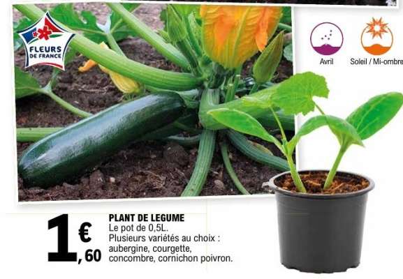 PLANT DE LÉGUME