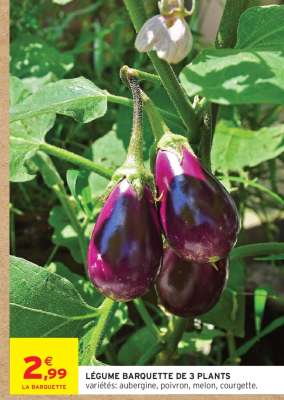 LÉGUME BARQUETTE DE 3 PLANTS