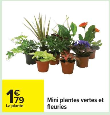 Mini plantes vertes et fleuries