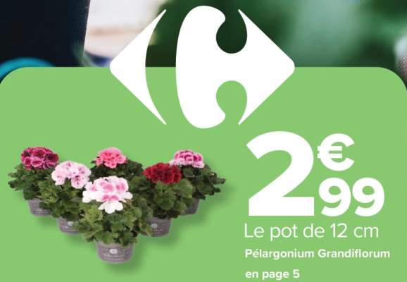 Pélargonium grandiflorum