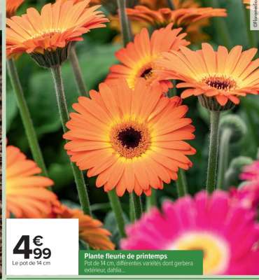 Plante fleurie de printemps