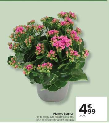 Plantes Fleuries