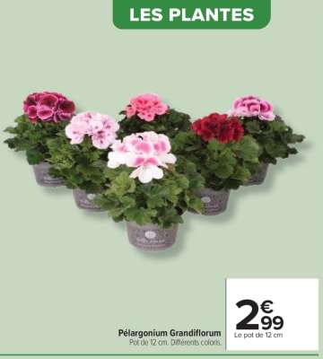 Pélargonium grandiflorum