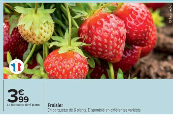Fraisier