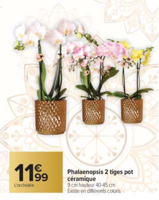 Phalaenopsis 2 tiges pot céramique