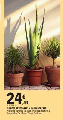 PLANTES RÉSISTANTES À LA SÉCHERESSE