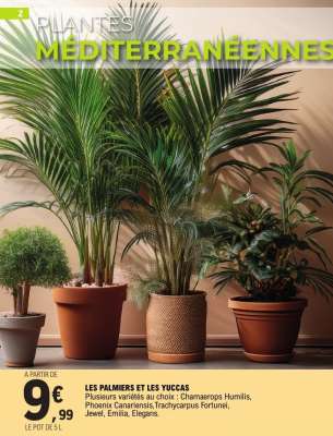 LES PALMIERS ET LES YUCCAS