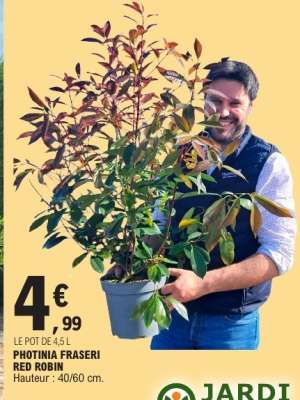 PHOTINIA FRASERI RED ROBIN