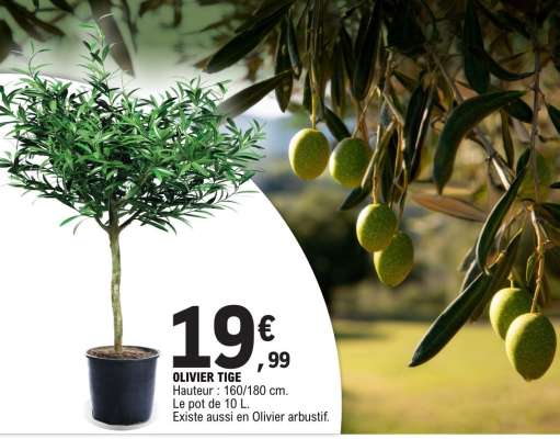 Olivier tige