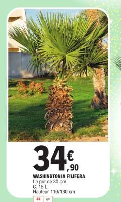 WASHINGTONIA FILIFERA