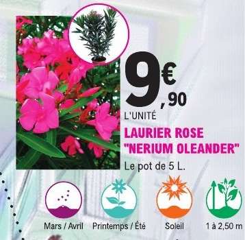 LAURIER ROSE 'NERIUM OLEANDER'