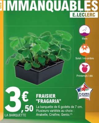 FRAISIER 'FRAGARIA'