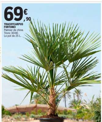 TRACHYCARPUS FORTUNEI