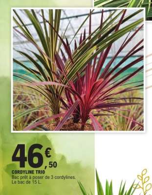 CORDYLINE TRIO