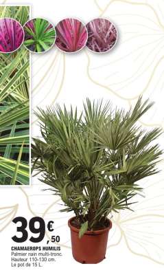 Chamaerops humilis