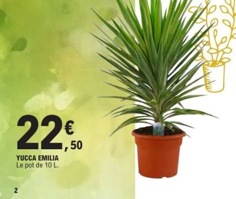 YUCCA EMILIA