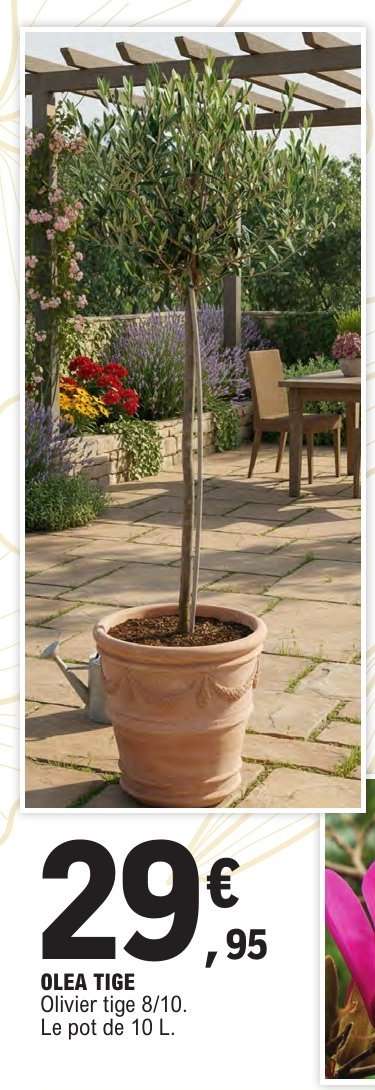 OLEA TIGE