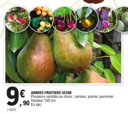 ARBRES FRUITIERS SCION