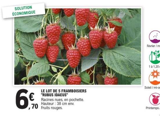 LE LOT DE 5 FRAMBOISIERS 'RUBUS IDAEUS'