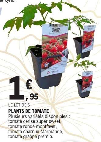 PLANTS DE TOMATE