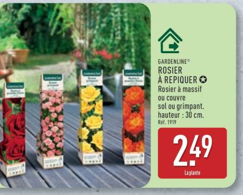 GARDENLINE® ROSIER À REPIQUER