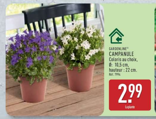 GARDENLINE® CAMPANULE