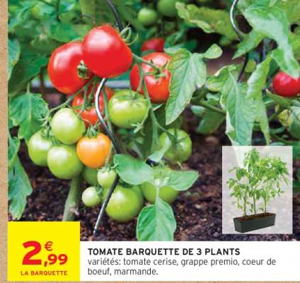 TOMATE BARQUETTE DE 3 PLANTS