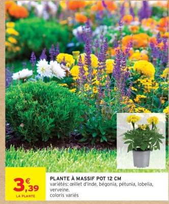 PLANTE À MASSIF POT 12 CM