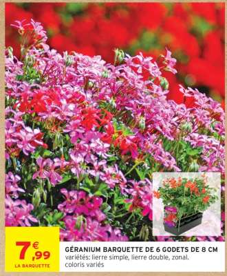 GÉRANIUM BARQUETTE DE 6 GODETS DE 8 CM