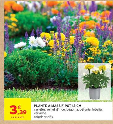 PLANTE À MASSIF POT 12 CM