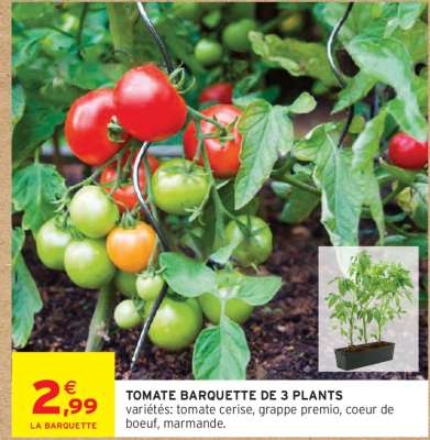 TOMATE BARQUETTE DE 3 PLANTS