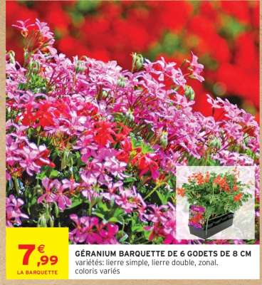 GÉRANIUM BARQUETTE DE 6 GODETS DE 8 CM