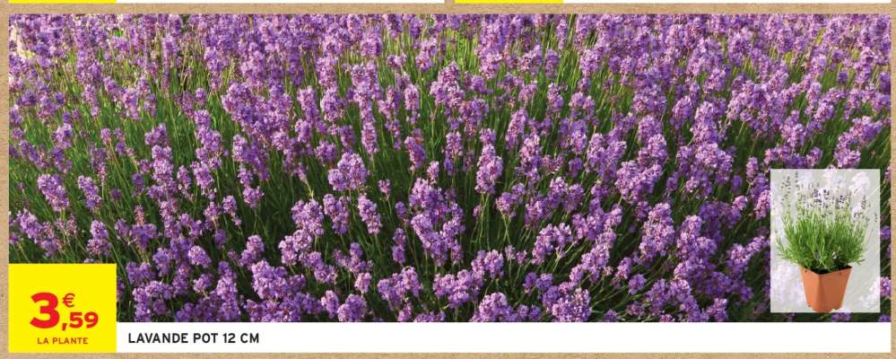LAVANDE POT 12 CM