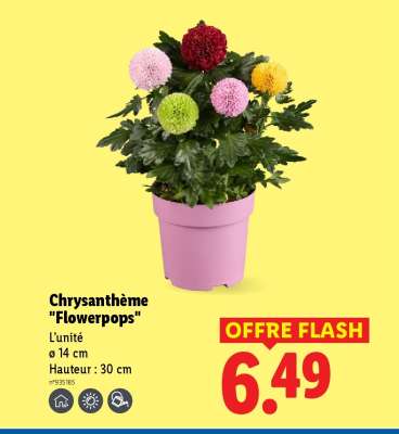 Chrysanthème Flowerpops