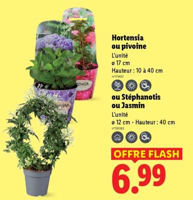 Hortensia ou pivoine