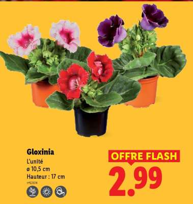Gloxinia