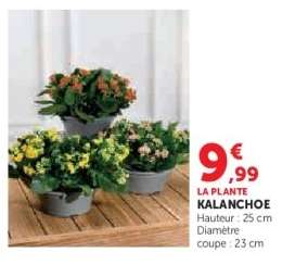 La Plante Kalanchoe