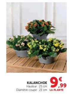Kalanchoé